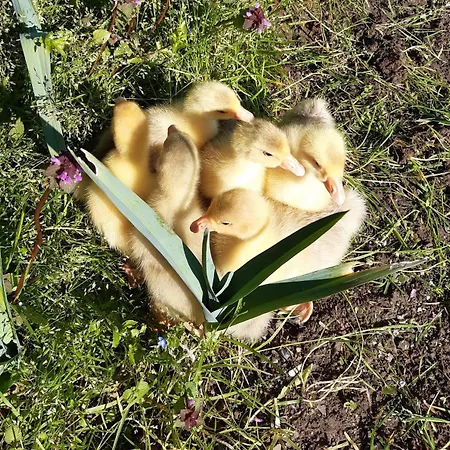 Affittacamere La Valle Fiorita 3*