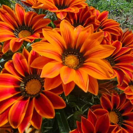 La Valle Fiorita Affittacamere