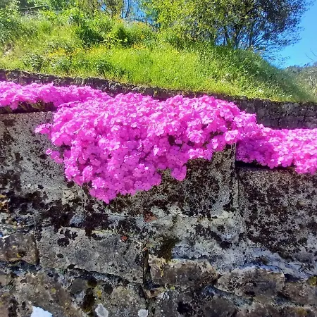 La Valle Fiorita * Soviore
